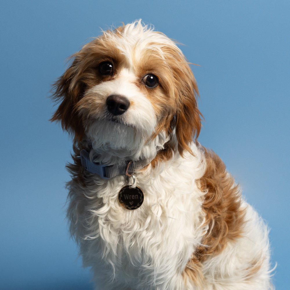 Wren Converse- Chief Barketing Officer