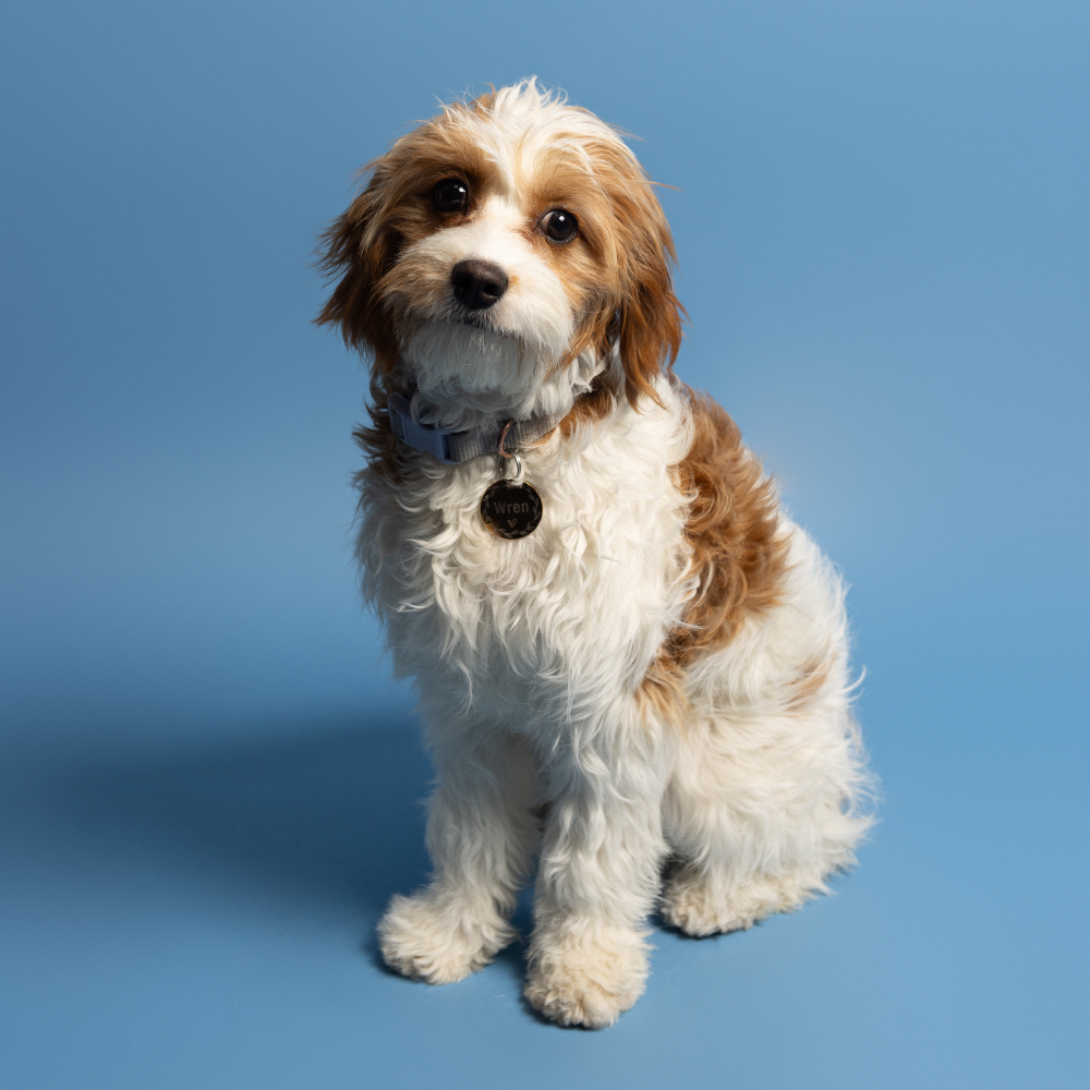 Wren Converse- Chief Barketing Officer